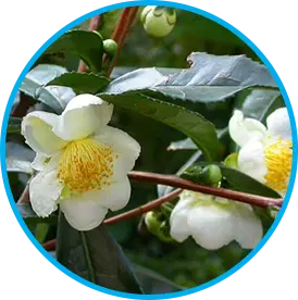 Camellia Sinensis